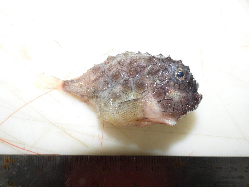 Atlantic spiny lumpsucker