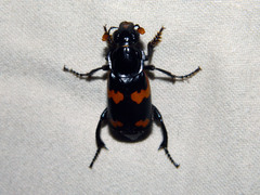 Nicrophorus sayi
