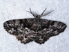 Hypomecis externaria