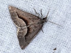 Dichromodes euscia