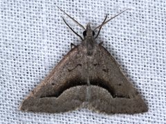 Dichromodes euscia