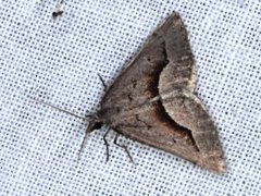 Dichromodes euscia