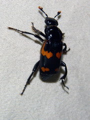 Nicrophorus sayi