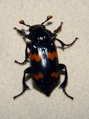 Nicrophorus sayi