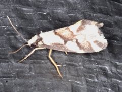 Philenora chionastis