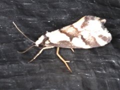 Philenora chionastis