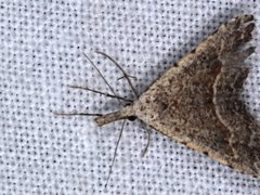 Trigonistis asthenopa