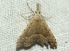 Trigonistis asthenopa