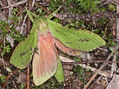 Aenetus eximia