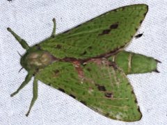 Aenetus eximia