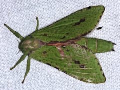 Aenetus eximia
