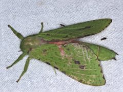 Aenetus eximia