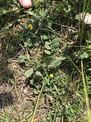 Medicago lupulina