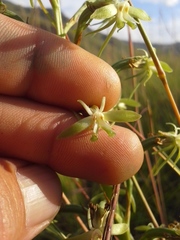 Habenaria humilior