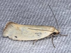 Telocharacta hemicroca