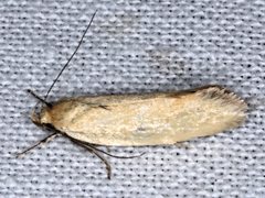 Telocharacta hemicroca