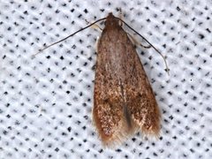 Pholeutis neolecta
