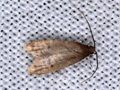 Pholeutis neolecta