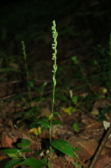 Habenaria petitiana