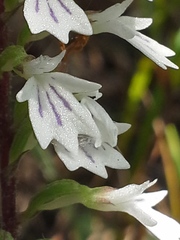 Holothrix orthoceras