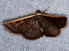 Picromorpha pyrrhopa