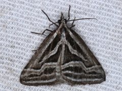 Dichromodes confluaria