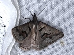 Dichromodes atrosignata