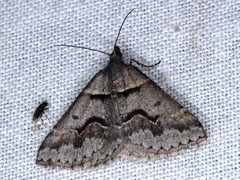 Dichromodes atrosignata