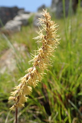 Holothrix scopularia