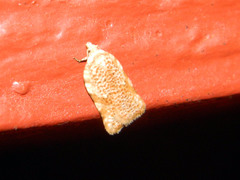 Acleris cervinana
