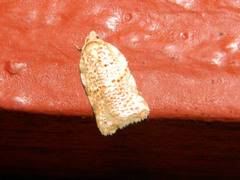 Acleris cervinana