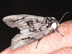 Psalidostetha banksiae