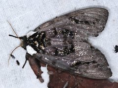 Psalidostetha banksiae