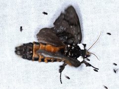 Psalidostetha banksiae