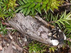 Psalidostetha banksiae