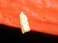 Acleris cervinana