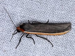 Palaeosia bicosta