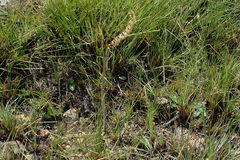 Holothrix scopularia