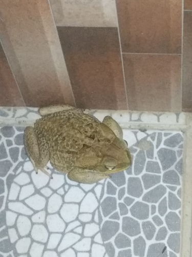 Cane Toad