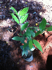 Caryodaphnopsis burgeri