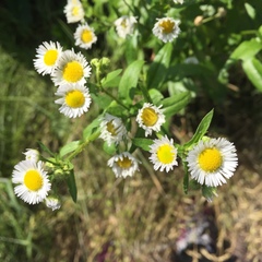 Erigeron