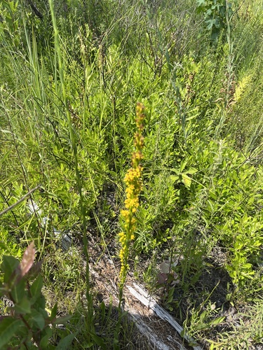 Image of Solidago virgata by (c) harrier, some rights reserved (CC BY)