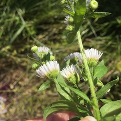 Erigeron