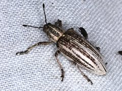 Pelororhinus argentosus