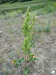Rumex patientia orientalis