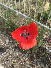 Papaver rhoeas