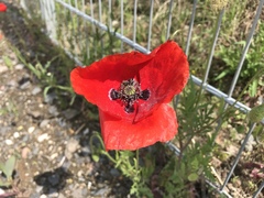 Papaver rhoeas