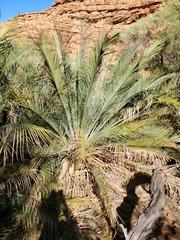 Macrozamia macdonnellii