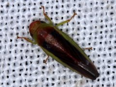 Reuplemmeles hobartensis