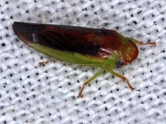 Reuplemmeles hobartensis